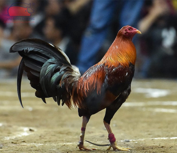 Gà Peru (Peruvian Gamefowl)