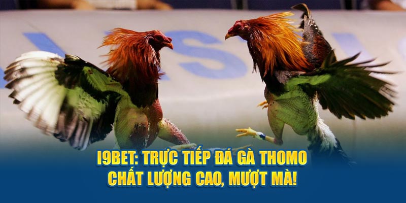 trực tiếp đá gà thomo i9bet