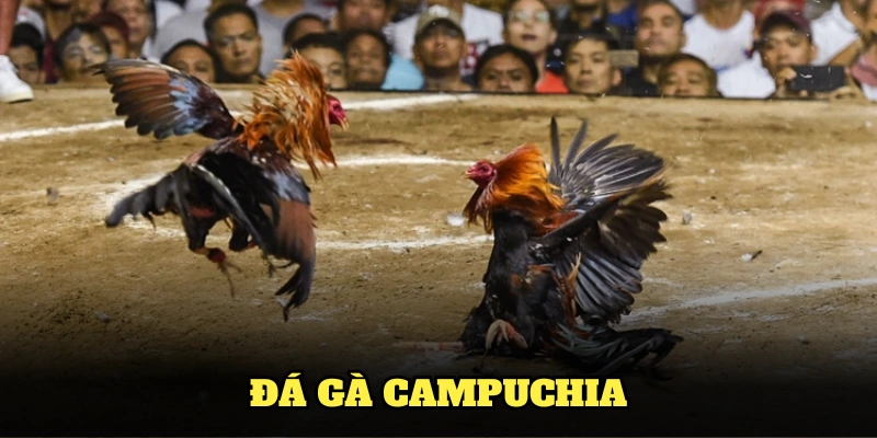 Đá gà Campuchia