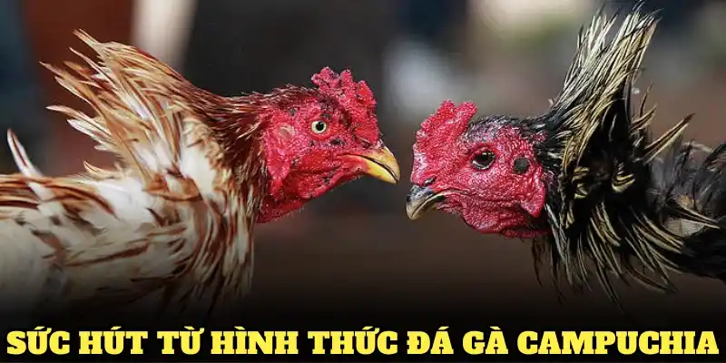 Khám phá sức hút từ hình thức đá gà Campuchia hấp dẫn