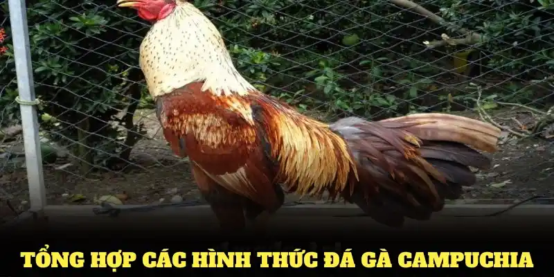 Tổng hợp các hình thức đá gà Campuchia bạn không thể bỏ qua