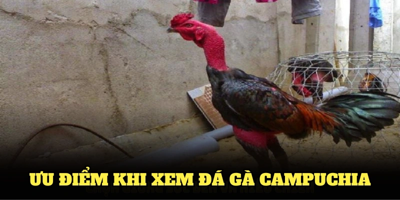 Những ưu điểm khi xem đá gà Campuchia tại nền tảng Hi88